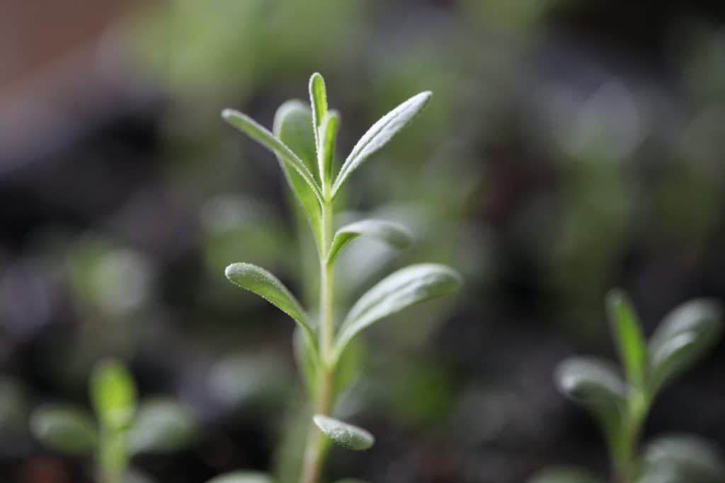 a light green lavender seedling growing indoors