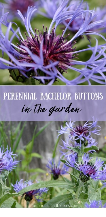 Perennial Bachelor Buttons In The Garden - Farmhouse & Blooms