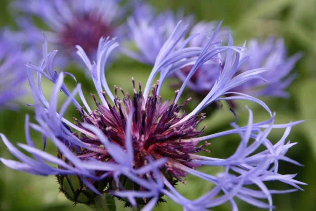 purple perennial bachelor button flowers with blurred background