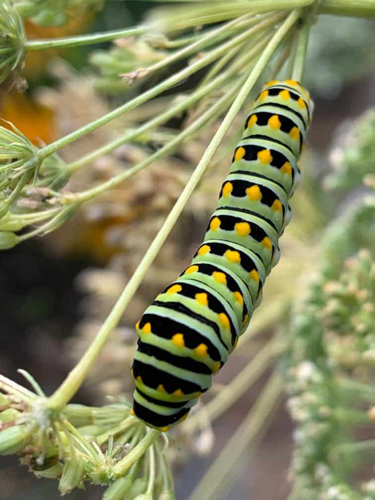 black swallowtail caterpillar with black and green stripes with yellow spots, crawling on a green stem
