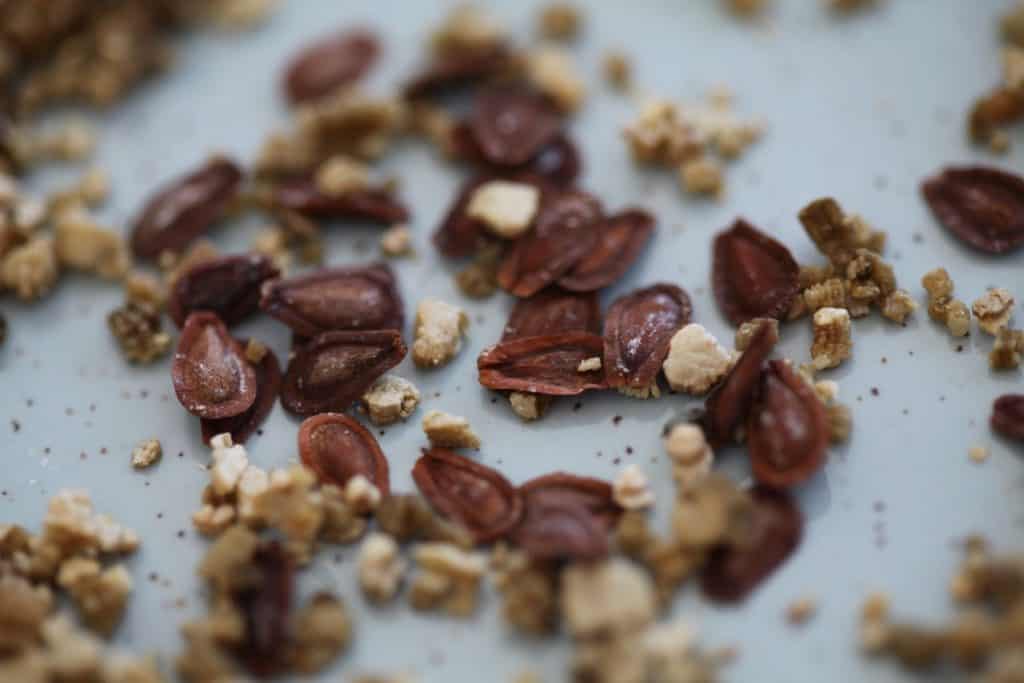 a closeup of brown common milkweed seeds