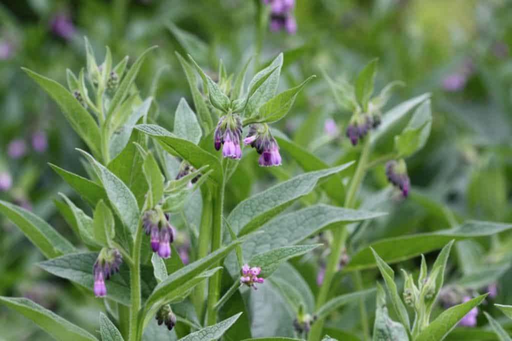 Green comfrey leaves and plants with bell shaped purple and pink flowers