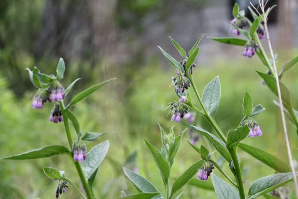small purple flowers and green leaves against a blurred background