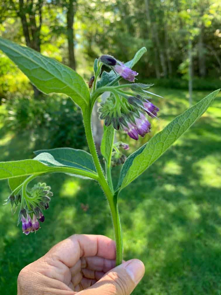 a picture of green comfrey leaves and purple comfrey blossoms, with grass and trees in the background