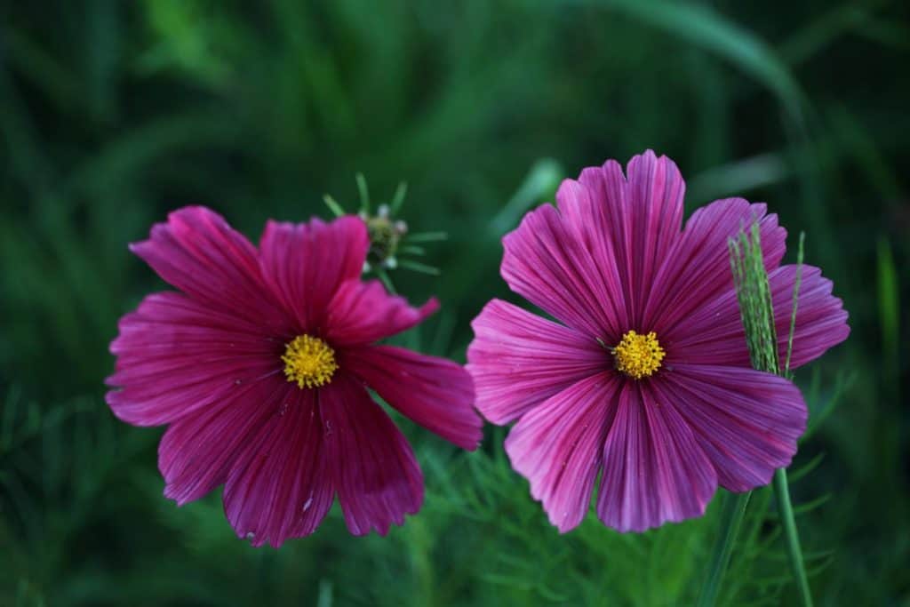 two pink flowers with a blurred green background