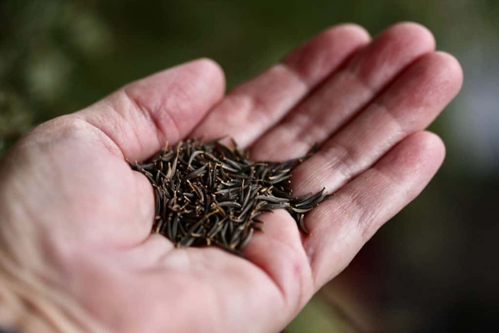 hand holding cosmos seeds with blurred green background