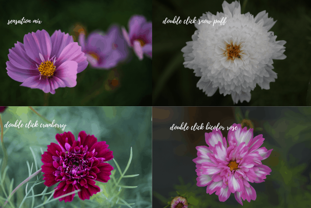 four pictures of pink and white cosmos flowers