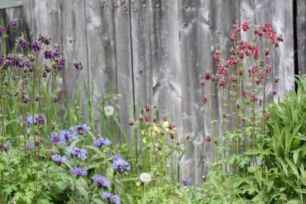 perennial bachelor buttons growing against an old barn