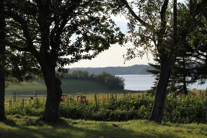 two trees and a field with water in the background