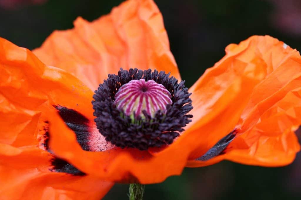  how to grow Oriental Poppies which glow like this poppy