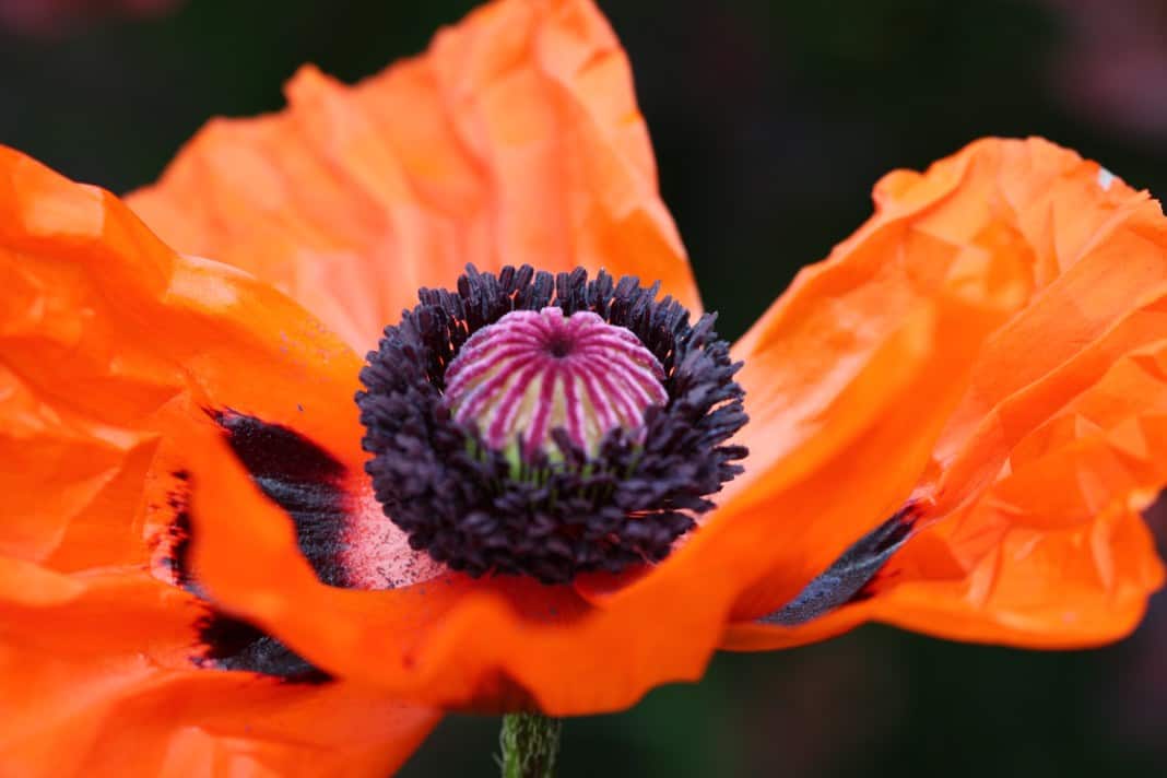 How To Grow Oriental Poppies In The Garden - Farmhouse & Blooms