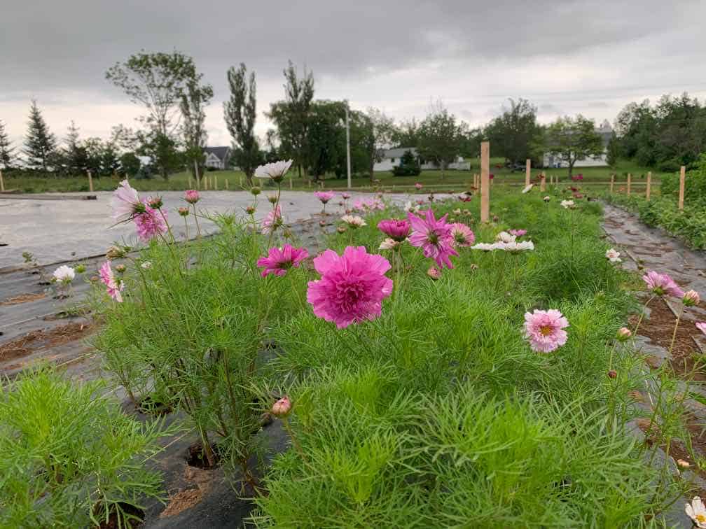 pink cosmos flowers with lacy green leaves