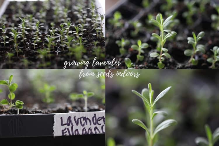 a collage of how to grow lavender from seeds indoors