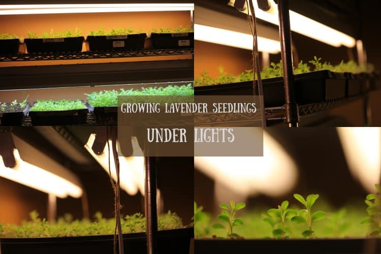 a collage of four pictures of green lavender seedlings growing under grow lights on a shelf