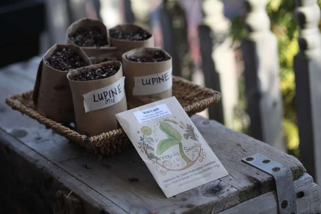 how to grow lupines, prepared seed package and brown paper pots filled with soil