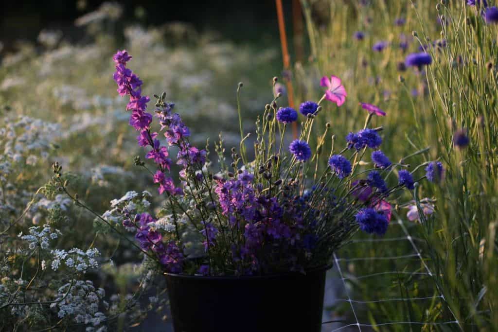 bucket of purple, pink and blue hardy annual flowers