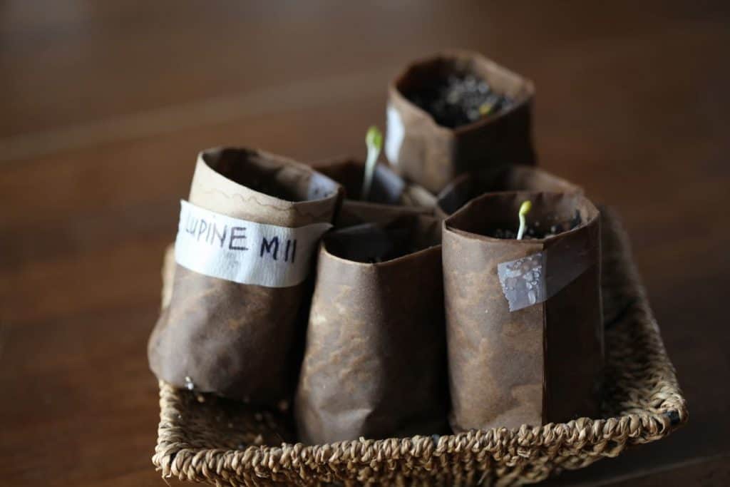 paper pots made out of Kraft paper, growing green seedlings started as flower seeds indoors