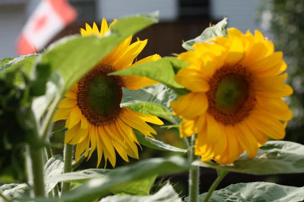 two yellow sunflowers with green centers