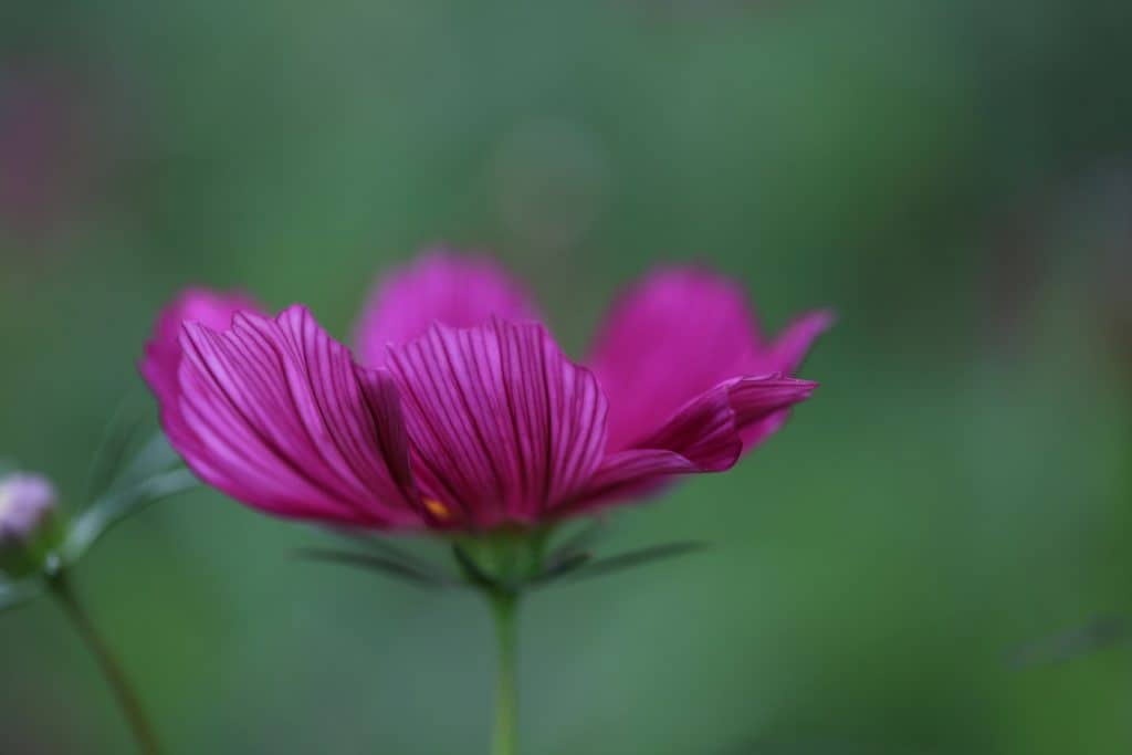 how to grow beautiful cosmos ,a  pink  flower with blurred green background