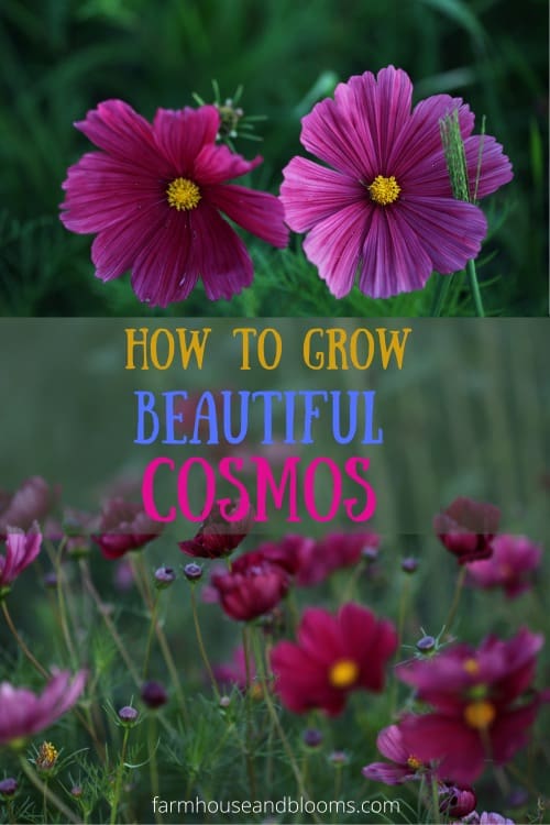 two pictures of pink cosmos flowers against a green blurred background of leaves and foliage