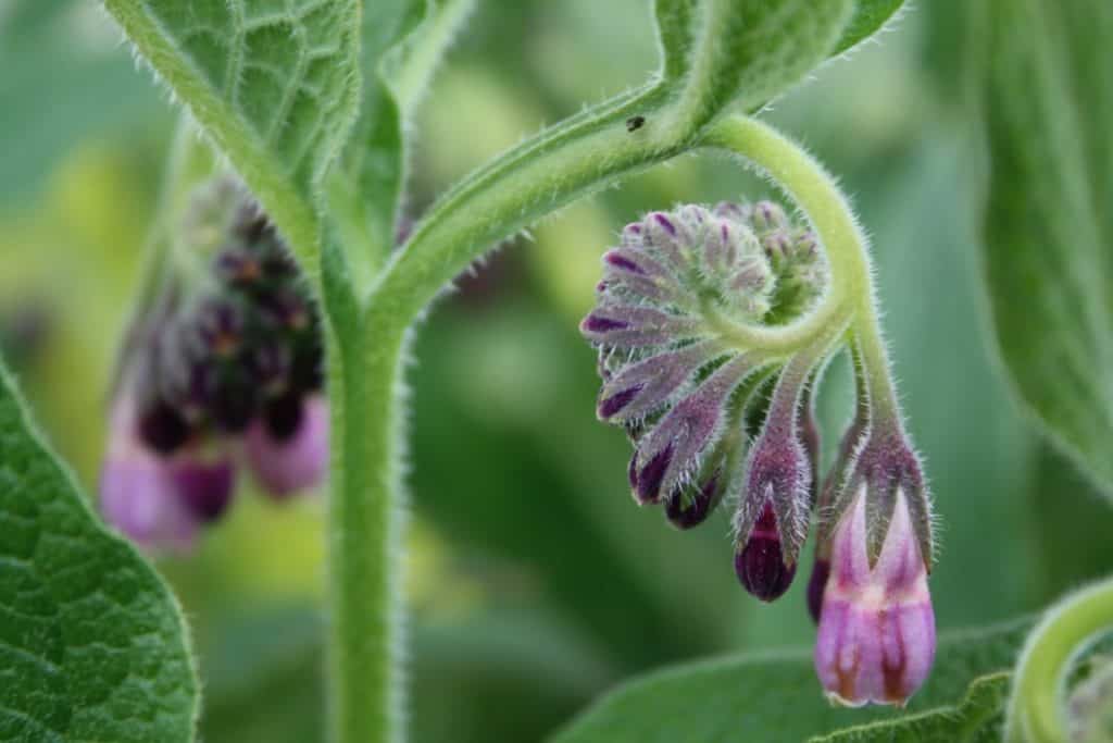 purple comfrey flowers unfurling against a green blurred background