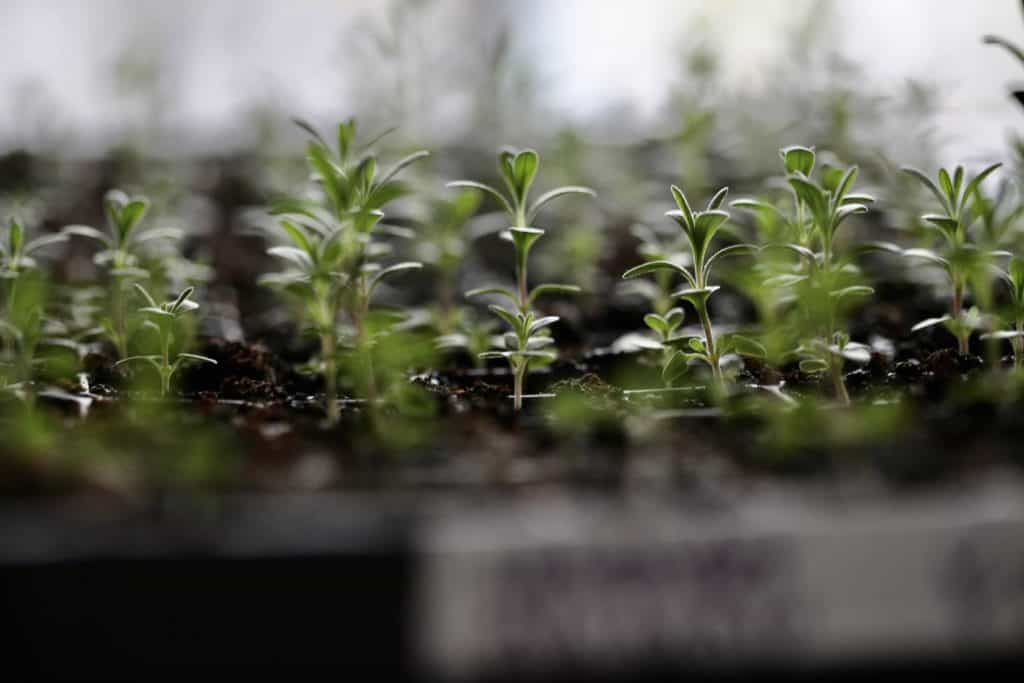 green lavender seedlings reflecting light, growing in a black seedling tray