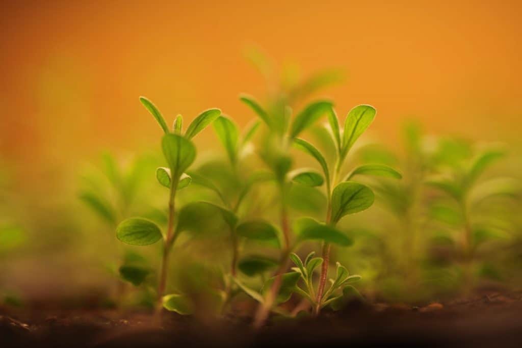 bright green lavender seedlings with a burred background against an orange wall, showing how to grow lavender from seeds indoors