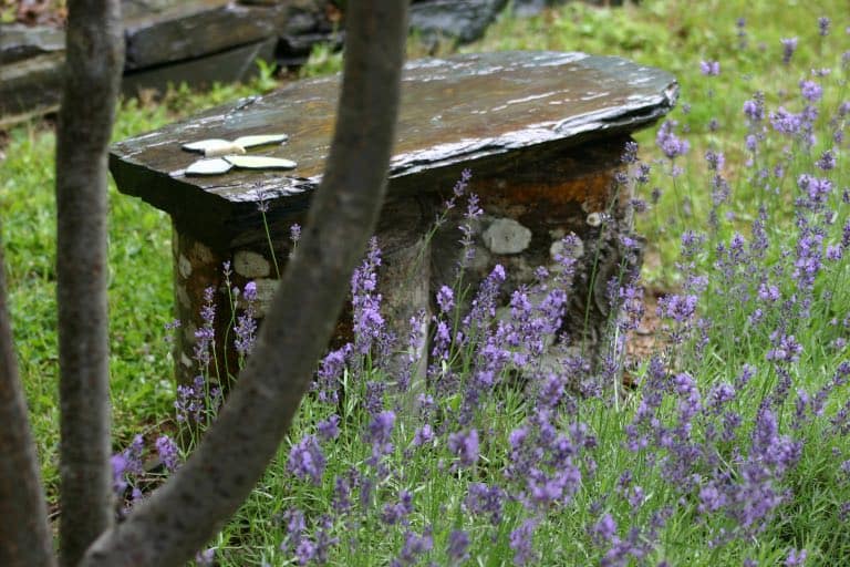 a wet stone bench outside in the garden with purple lavender flowers growing beside it