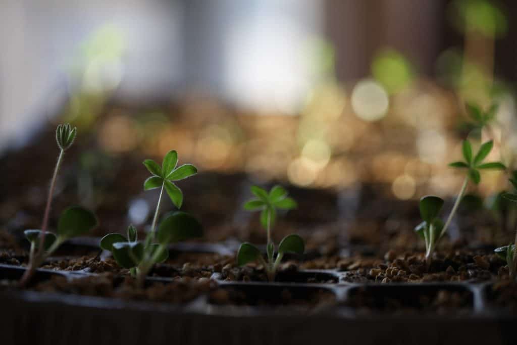 green lupin five leafed seedlings growing in a tray with soil