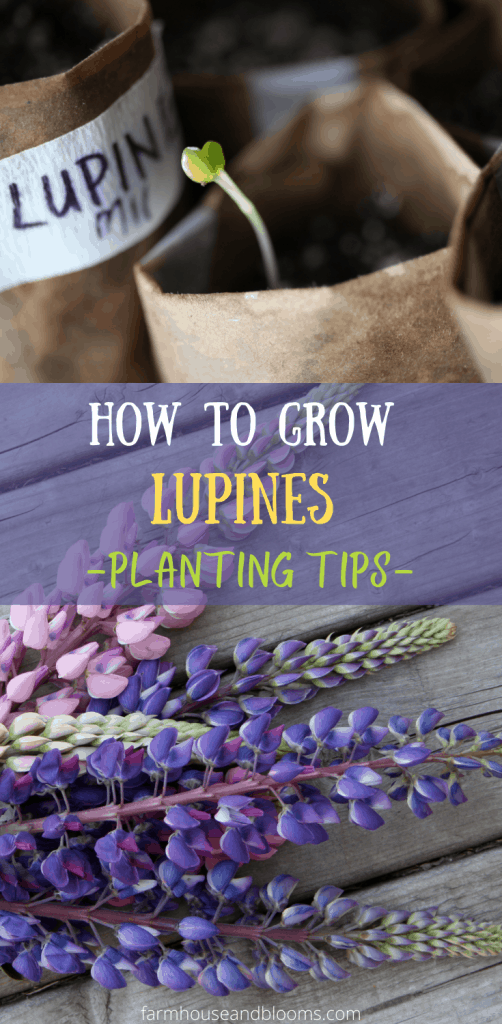 two pictures, one of a little heart shaped green seedling in a brown paper pot, one of pink and purple lupines laying on grey wood