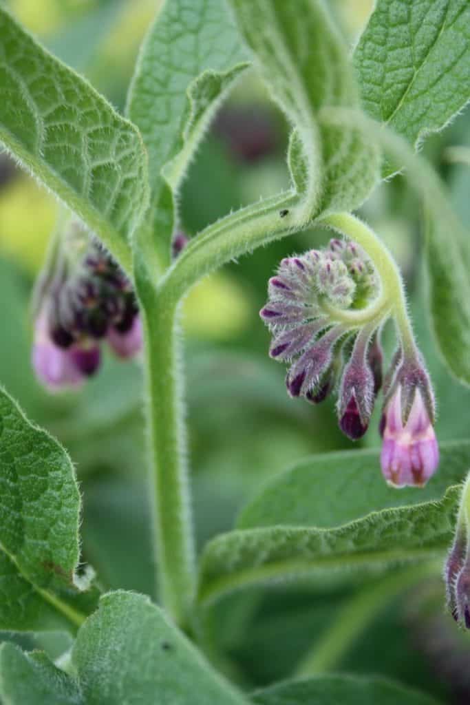 purple comfrey flower buds and green comfrey leaves