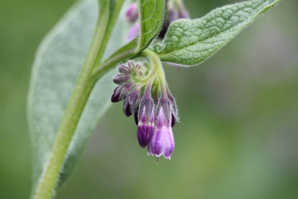 purple and pink bell shaped flowers and green leaves against a blurred background