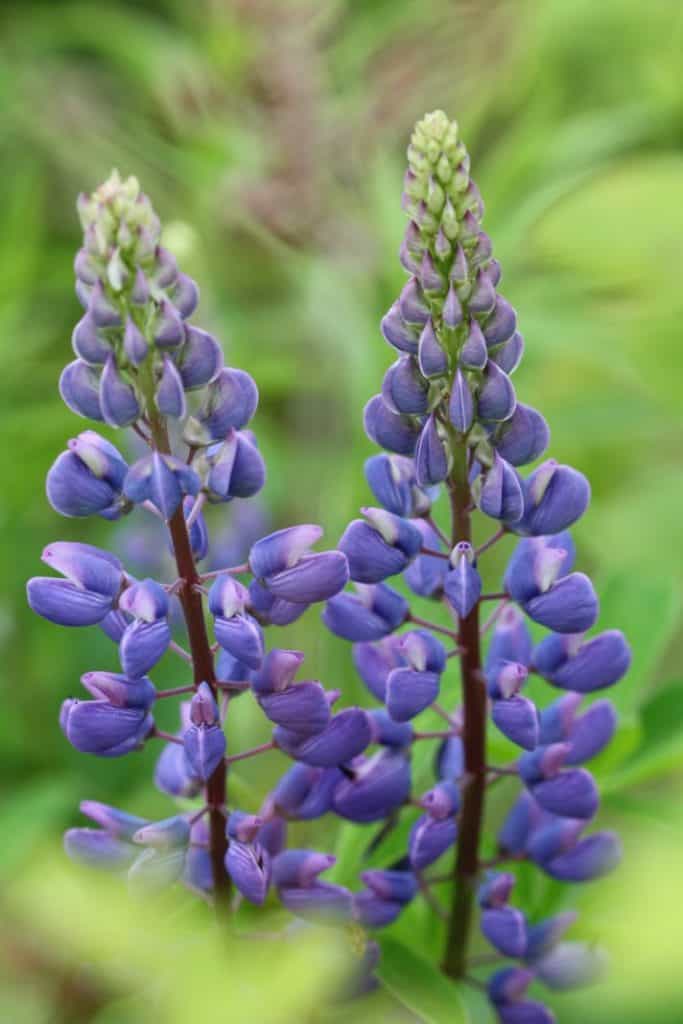 two purple spiked shaped flowers against a blurred green background