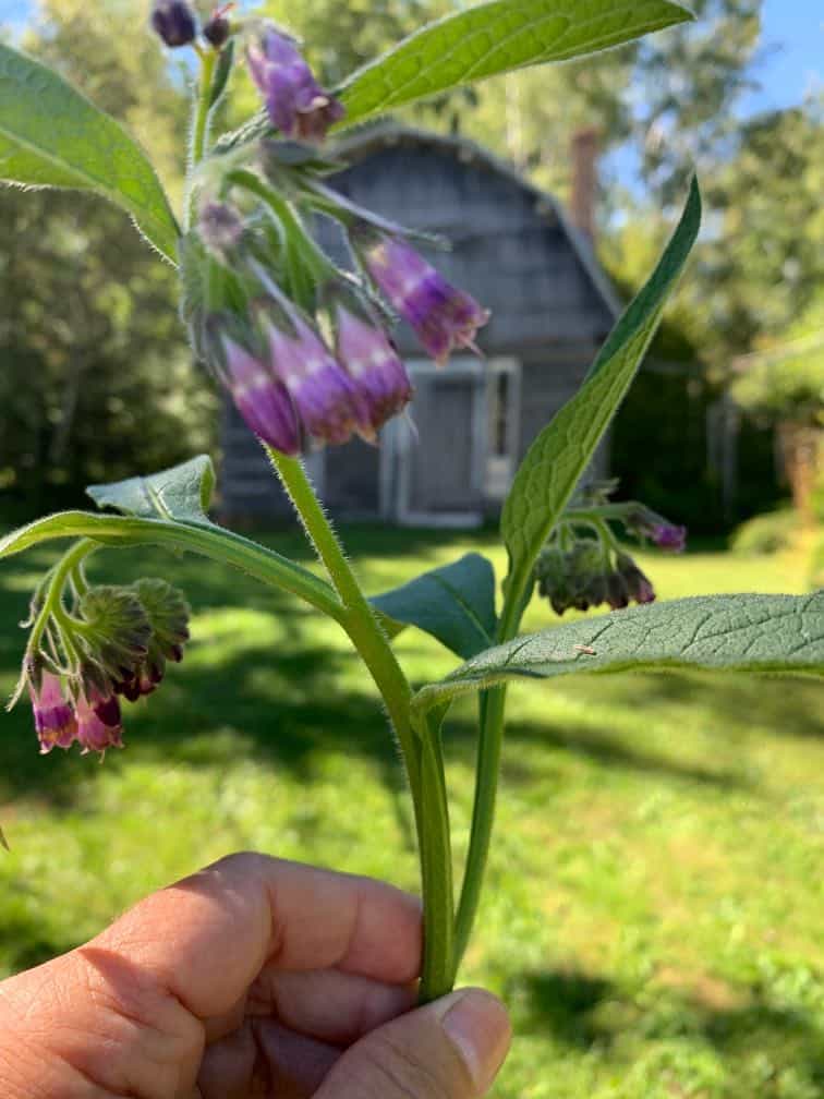 a hand holding up a green stem with purple bell shaped flowers and green leaves, with a grey barn in the background