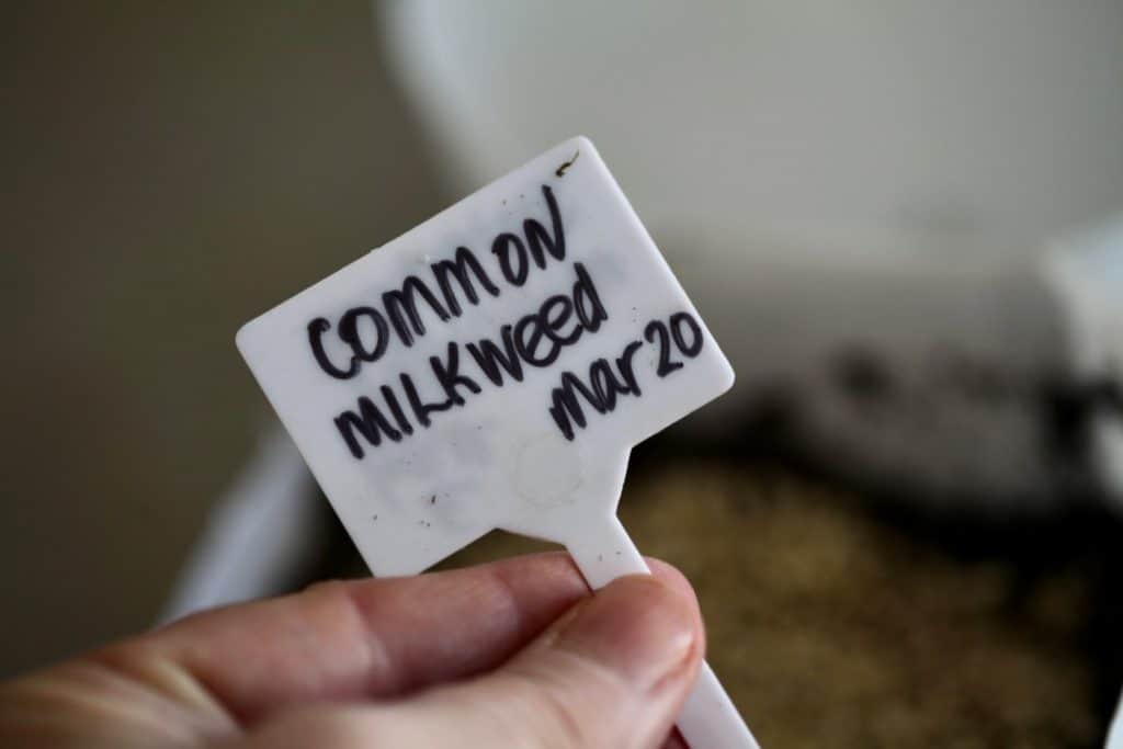 label for common milkweed seeds planted in milk jug