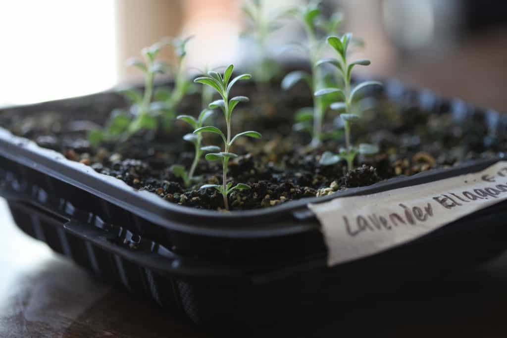 green lavender seedlings growing in a black recycled take out container, started as flower seeds indoors