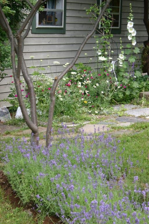 purple lavender flowers growing outside in a garden next to a tree