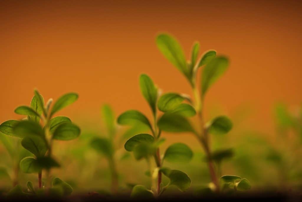 light green lavender seedlings growing against an orange wall