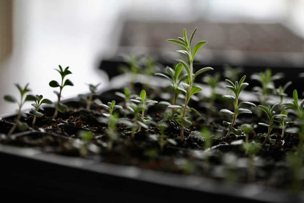 small green lavender seedling plants growing in trays, showing how to grow lavender from seeds indoors