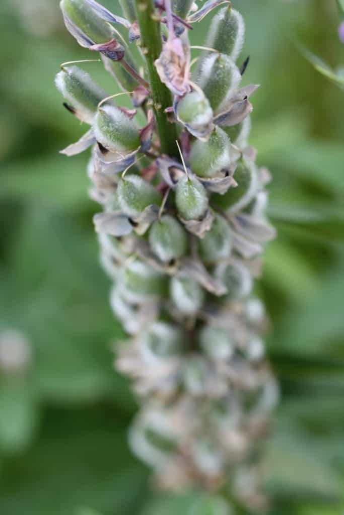 green seed pods forming along a plant stem