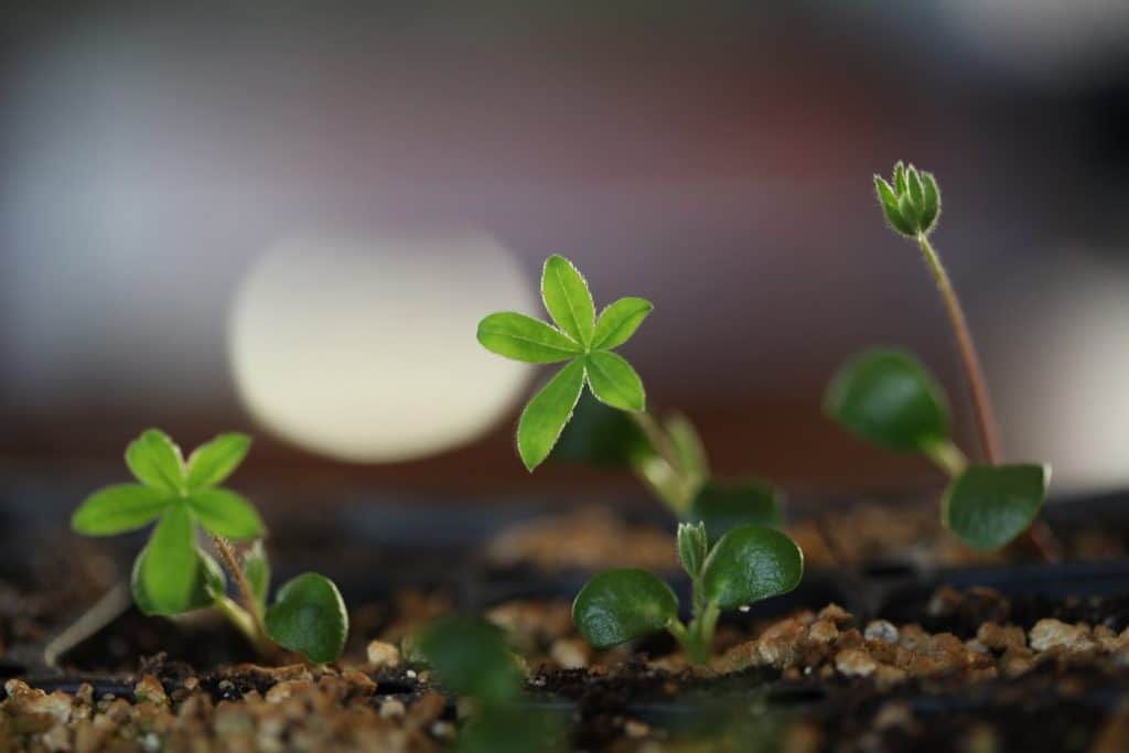 green leaves of seedling plants growing in a tray
