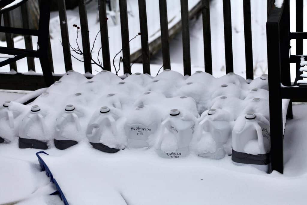 white milk jugs covered with snow