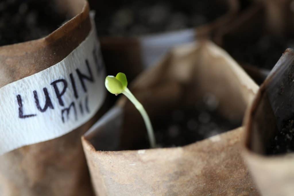brown Kraft paper pots, one with a small green seedling growing in it