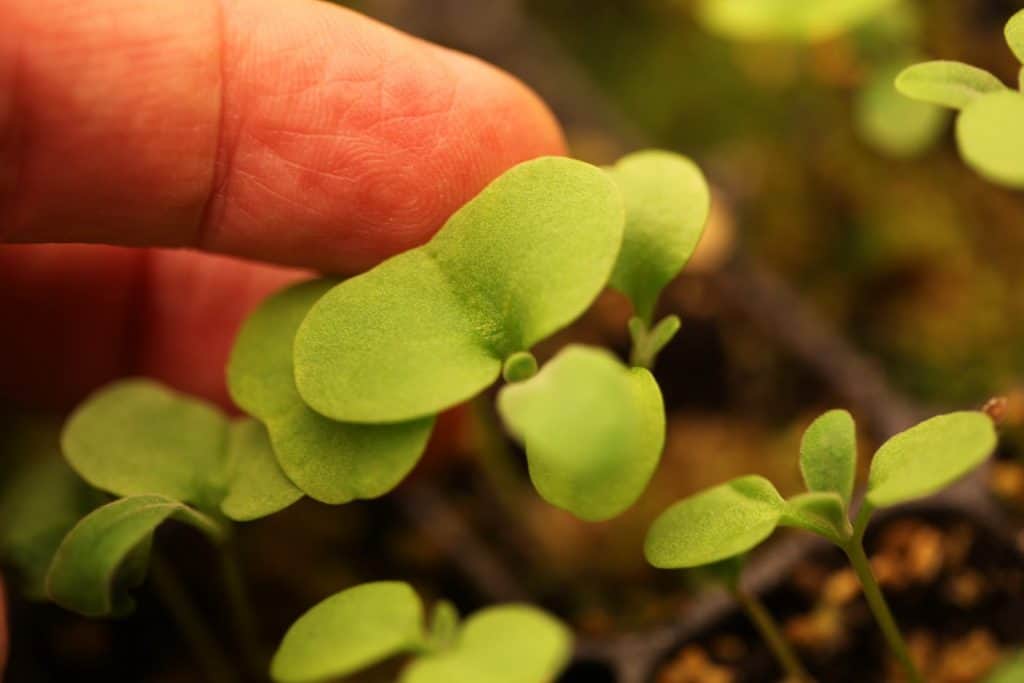 small green seedlings next to a finger holding them