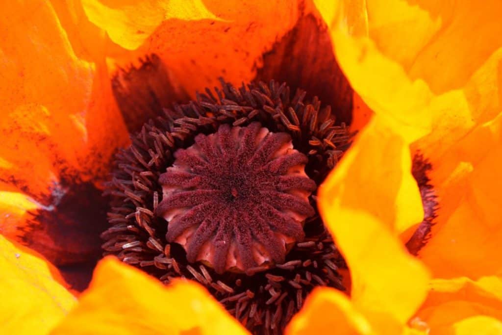 a closeup of an orange poppy flower with petals that look like flames of fire