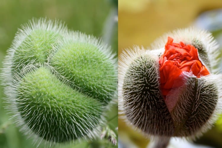 two poppy buds at different stages, one is a green closed bud covered in hairs, the other is a bud slightly cracked open with orange petals starting to peek out