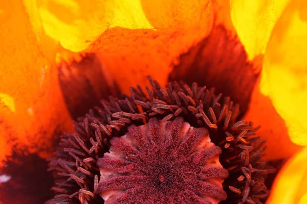a macro closeup of part of an orange and red flower