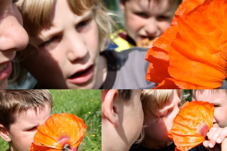 a collage of pictures of children learning how to grow Oriental poppies