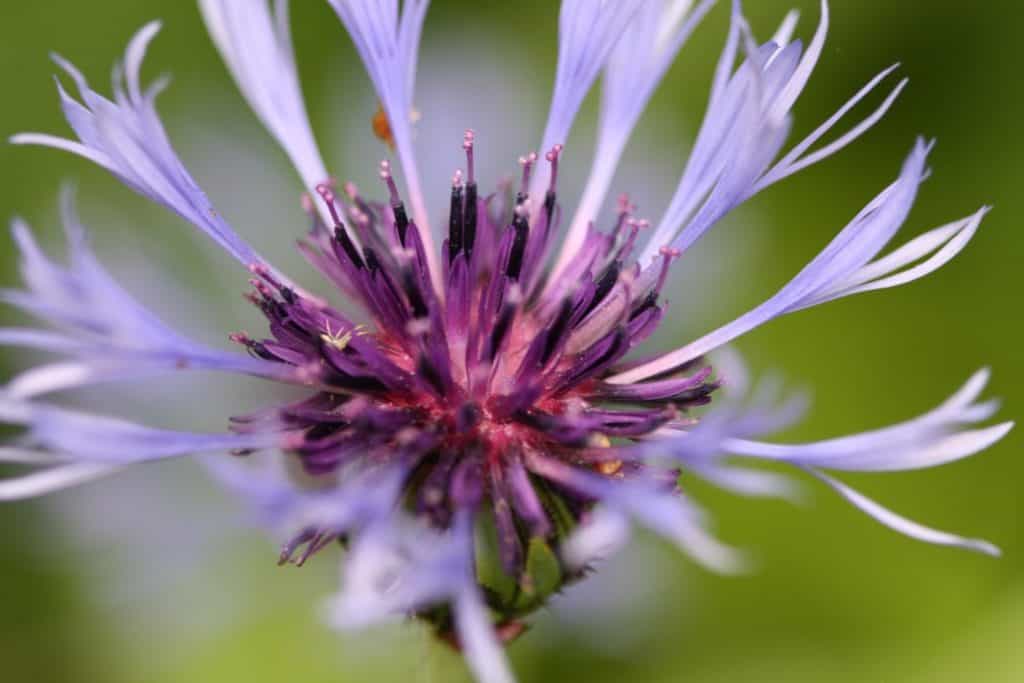 purple bachelor button flower against green background