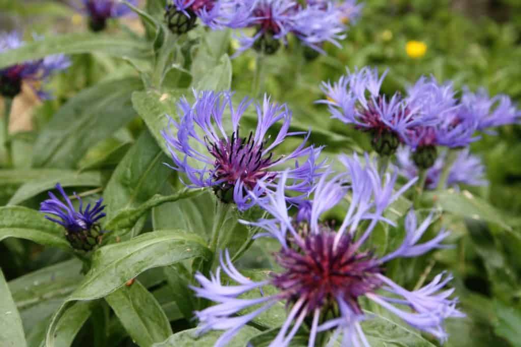 purple flowers of  perennial bachelor button plant